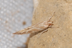 Pyroderces argyrogrammos