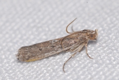 Huertasiella italogallicella