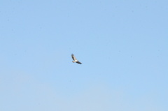 Polemaetus bellicosus