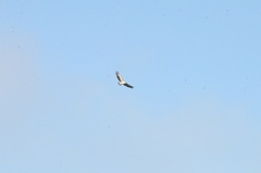 Polemaetus bellicosus