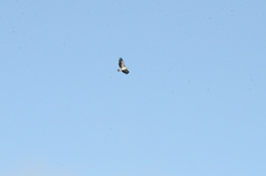 Polemaetus bellicosus