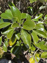 Brachyglottis elaeagnifolia