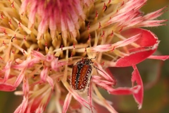 Trichostetha capensis hottentotta