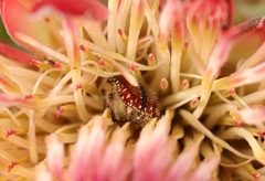 Trichostetha capensis hottentotta