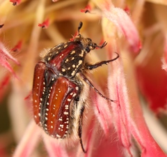 Trichostetha capensis hottentotta