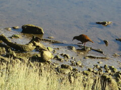 Gallirallus australis australis