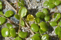 Ranunculus acaulis