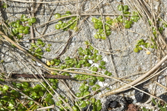 Ranunculus acaulis