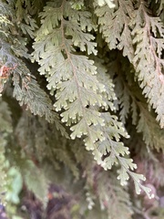 Hymenophyllum frankliniae