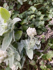 Helichrysum fruticans