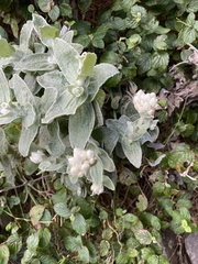 Helichrysum fruticans