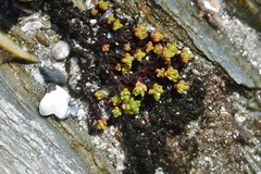 Crassula moschata