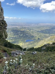 Helichrysum fruticans