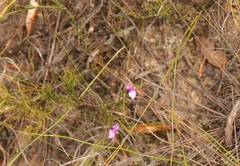Polygala refracta