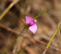 Polygala refracta