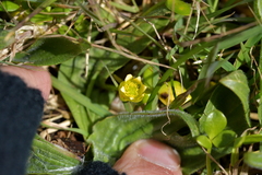 Ranunculus acaulis