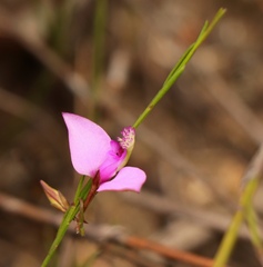 Polygala refracta