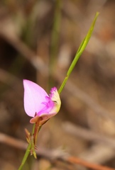 Polygala refracta