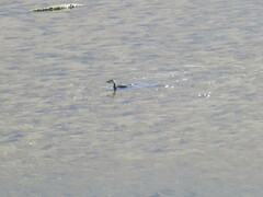 Microcarbo melanoleucos brevirostris