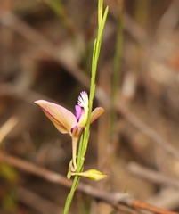 Polygala refracta