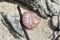 Modelia granosa