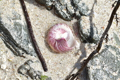 Modelia granosa