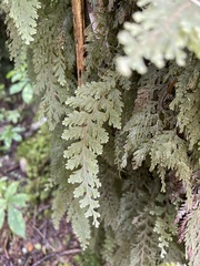 Hymenophyllum frankliniae