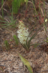 Lachenalia contaminata