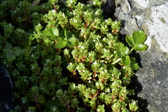 Crassula moschata