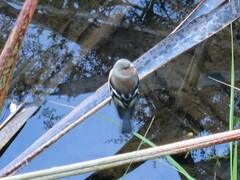 Fringilla coelebs gengleri