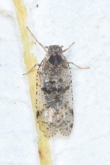 Cixius nervosus