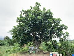 Artocarpus treculianus
