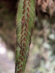 Notogrammitis pseudociliata