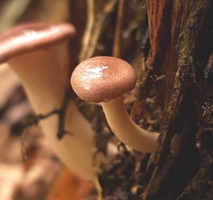 Pleurotus