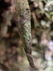 Notogrammitis pseudociliata