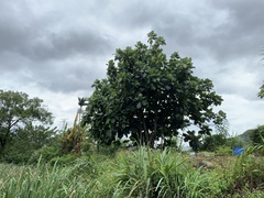 Artocarpus treculianus