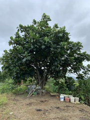 Artocarpus treculianus