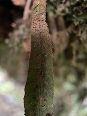 Notogrammitis pseudociliata