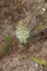 Lachenalia contaminata