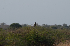 Circaetus pectoralis