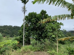 Artocarpus treculianus