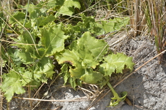 Sonchus grandifolius