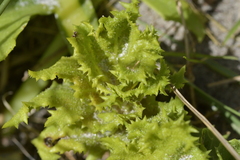 Sonchus grandifolius