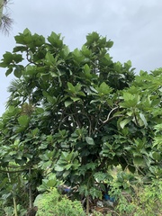 Artocarpus treculianus