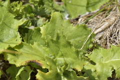 Sonchus grandifolius
