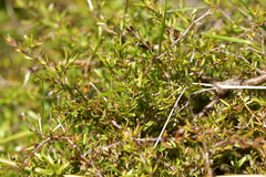 Coprosma acerosa
