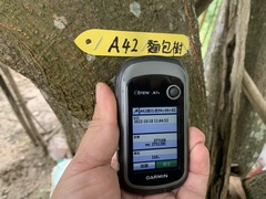 Artocarpus treculianus