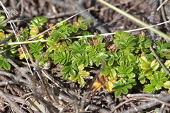 Acaena pallida