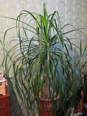Beaucarnea recurvata