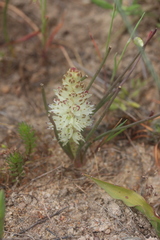 Lachenalia contaminata